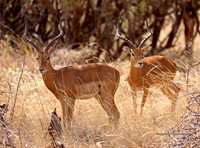 BX3A2817WM