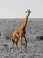 BX3A3517WMGiraffeReversed