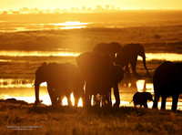 The golden hour, Africa, PROPICS8902
