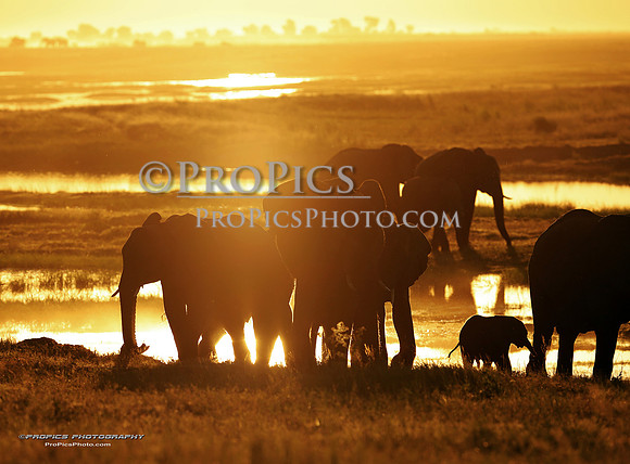 The golden hour, Africa, PROPICS8902