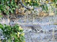 PROPICS0146CHEETAH