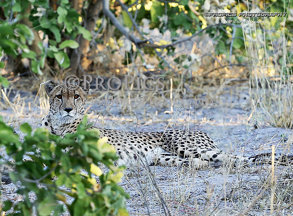 PROPICS0146CHEETAH