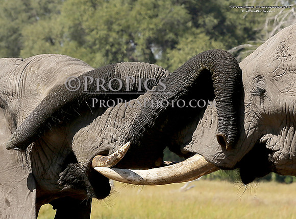 PROPICS9769