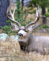 BX3A51218x10Crop-wm Old Buck