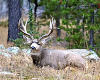 BX3A51218x10-wm Old Buck