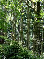 BX3A0298wm, Forest Pacific NW