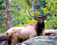 BX3A96078x10-wm, Mature Elk