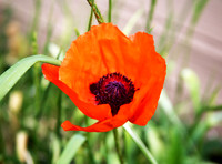 BX3A0541PS, Oriental Poppy