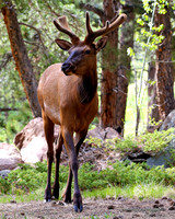 BX3A33808x10-wm, Attitude Young Bull Elk