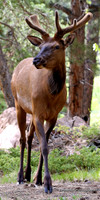 BX3A338010x20-wm, Attitude Young Bull Elk