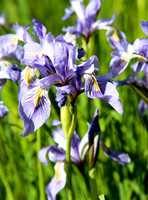BX3A0201PS. Wild Iris
