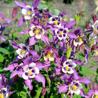 BX3A033510x10PS, Colorado Columbines