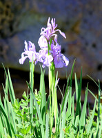 BX3A0205PS, Wild Iris