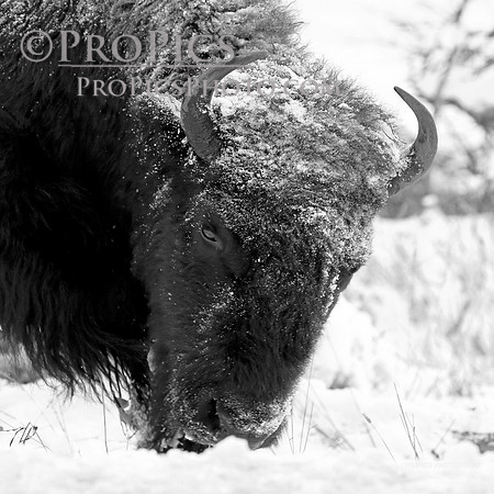 PROPICS, 12x12,6678,WM,BW