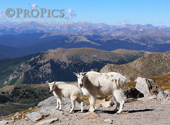 ProPics_4526WM